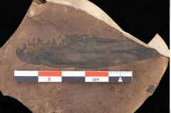 Foto (Detailsansicht) von Quercus palaeoilex Ettingshausen (NHMW-GEO-2024-0188-0824)
